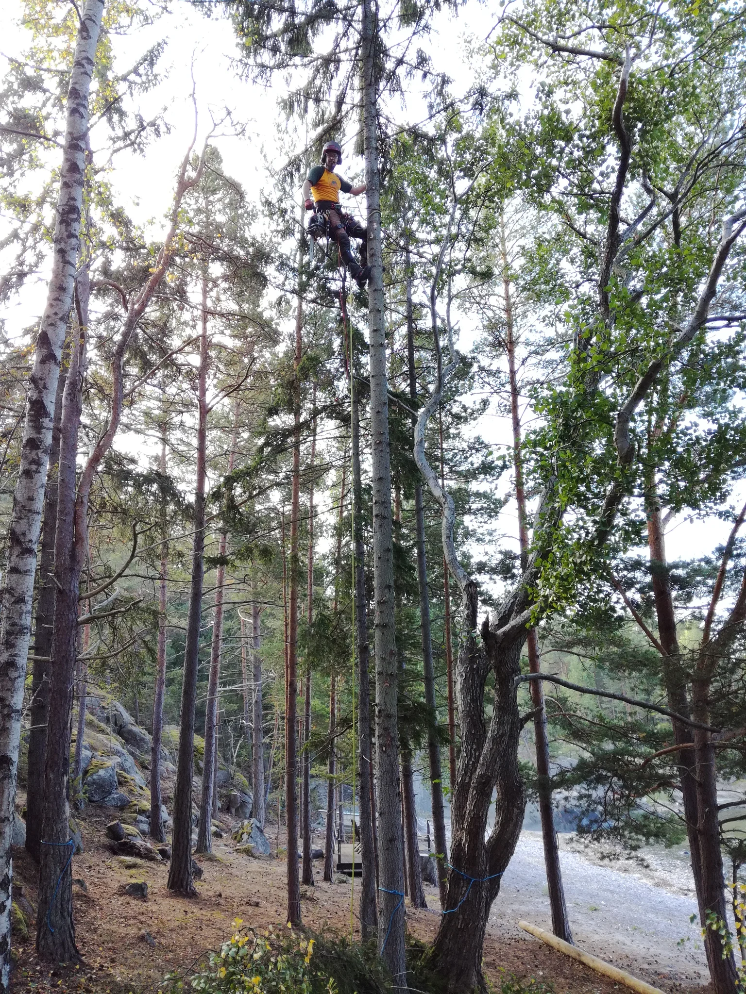 siistitty piha puunkaadon jälkeen