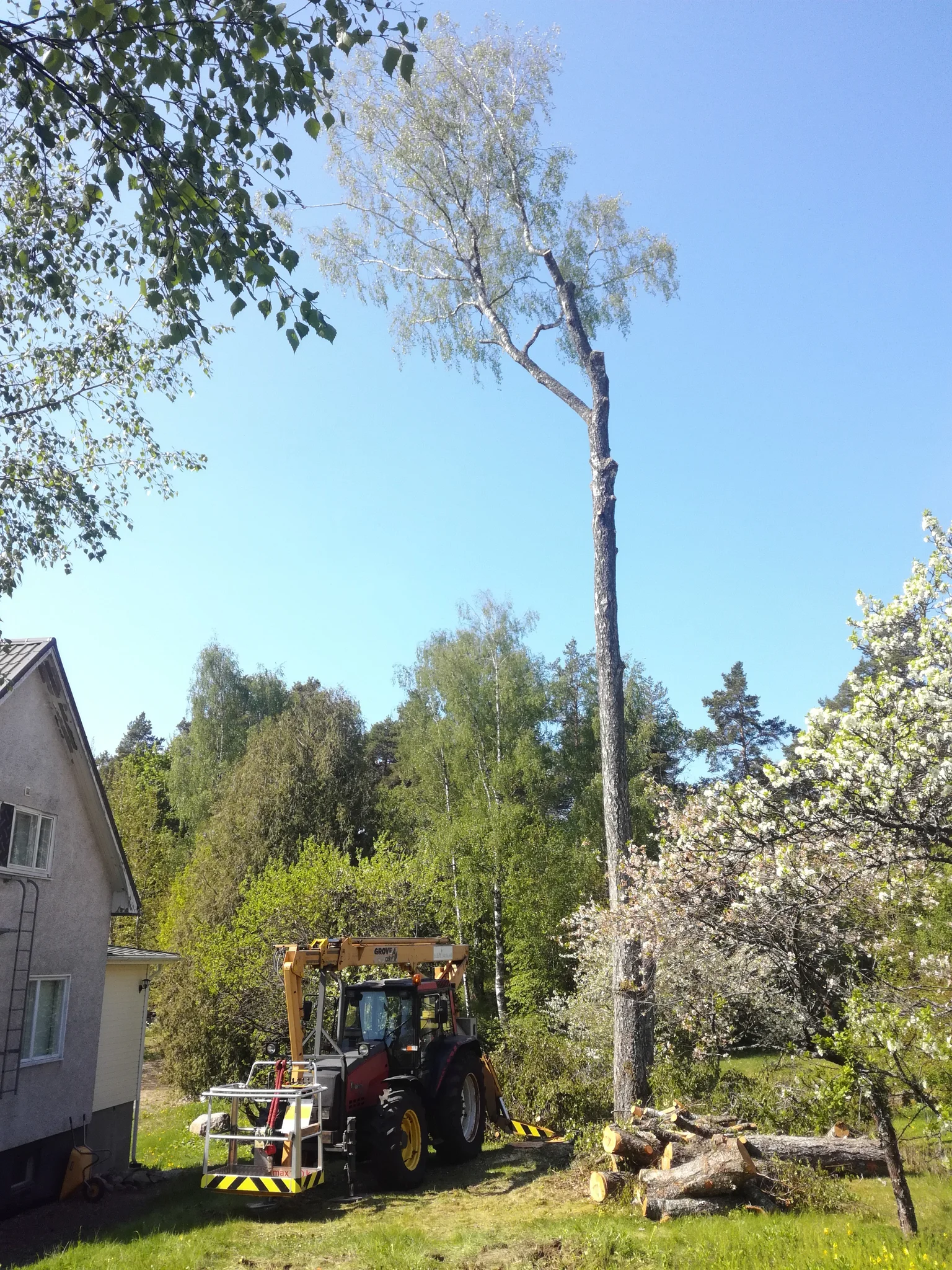 puiden alaslasku köysillä